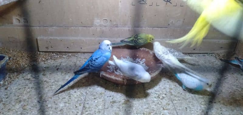 Budgies 2