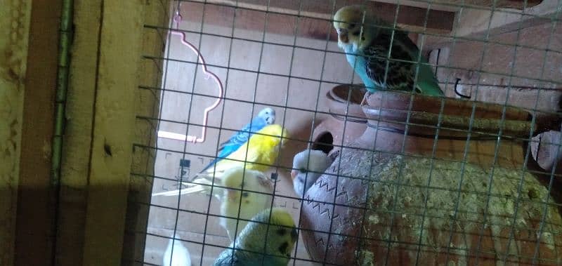 Budgies 3