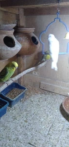 Budgies 7