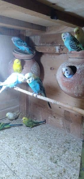 Budgies 8