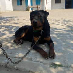 Rottweiler male