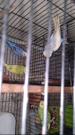 1 pair 6 chicks  big budgie pair Contact number 03051617792.