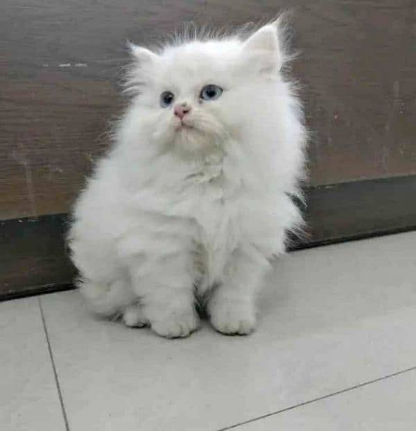 Persian cat eag 2 month for sale 03250120476 WhatsApp 1