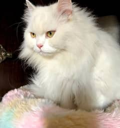 double coated trained Persian cat