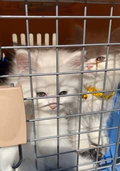 Persian kittens/ male / female / triple coated / kittens for sale