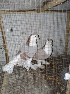 pouter pigeons