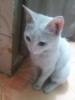 Turkish Angora Cat for sale