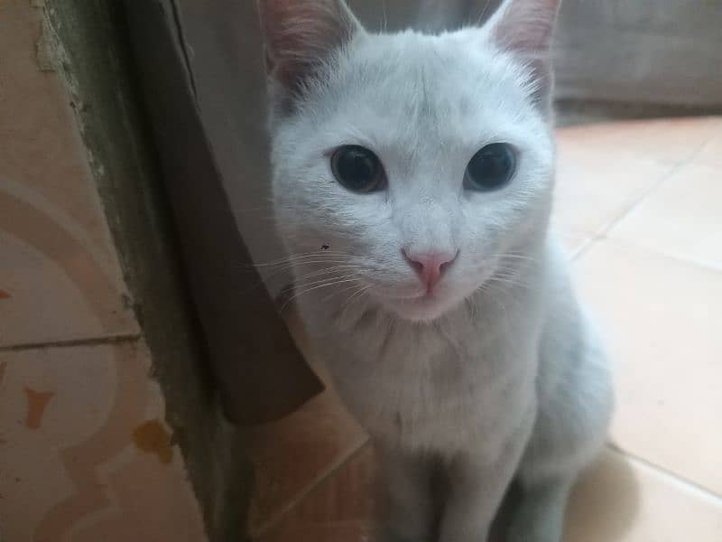 Turkish Angora Cat for sale 1