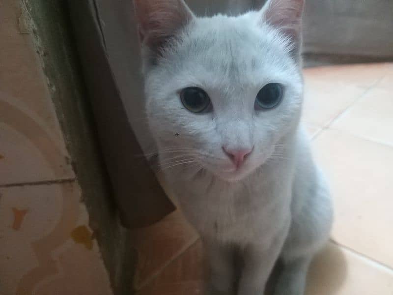 Turkish Angora Cat for sale 2