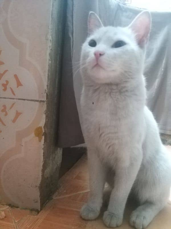 Turkish Angora Cat for sale 3