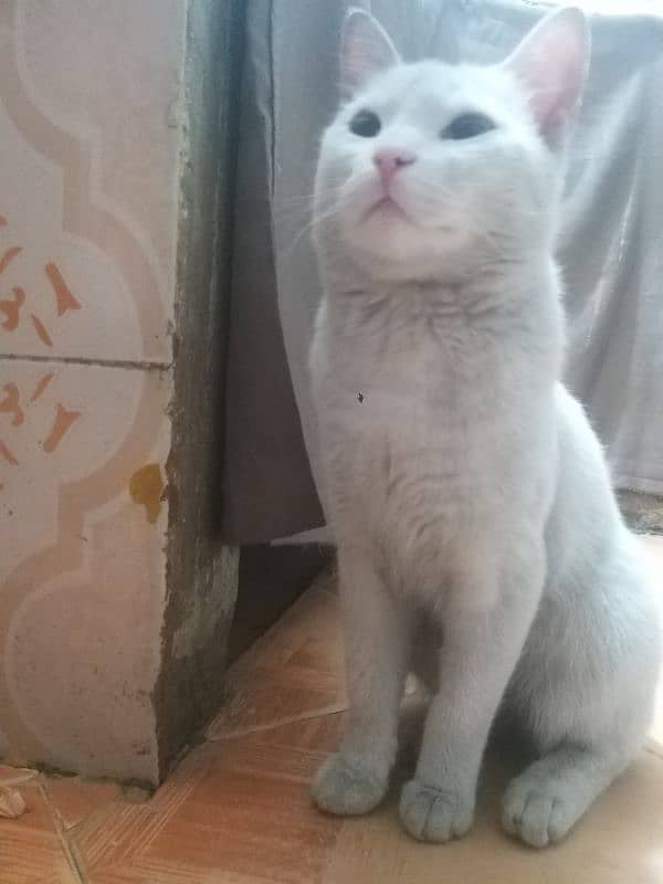 Turkish Angora Cat for sale 4