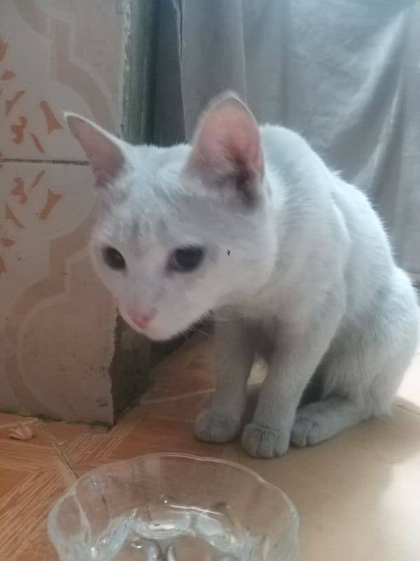 Turkish Angora Cat for sale 5