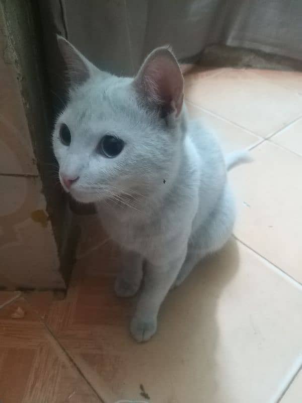 Turkish Angora Cat for sale 6