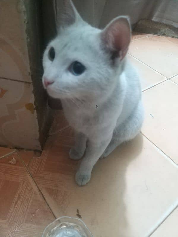 Turkish Angora Cat for sale 7