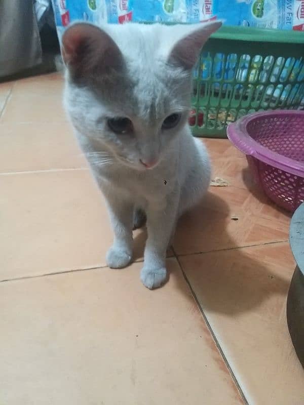 Turkish Angora Cat for sale 8