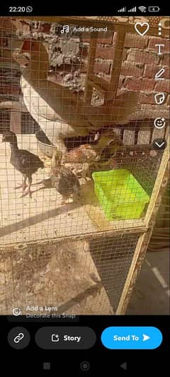 aseel chicks for sale 1 month age hight quality