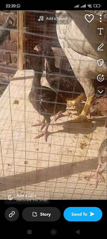 aseel chicks for sale 1 month age hight quality 1