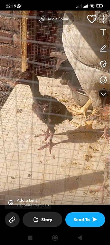 aseel chicks for sale 1 month age hight quality 2