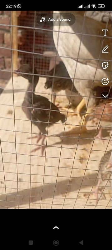 aseel chicks for sale 1 month age hight quality 3