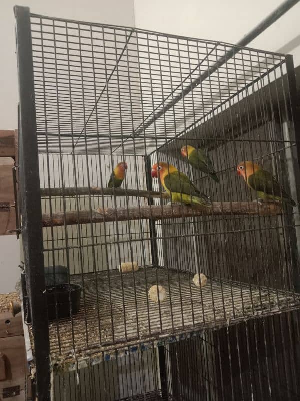 Love bird setup for sale 1