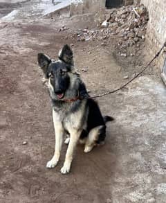 German shepherd female for sale