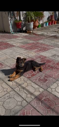 german shepherd