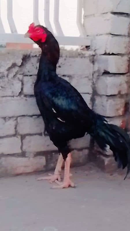 buht acha long hight male urgent sale 3