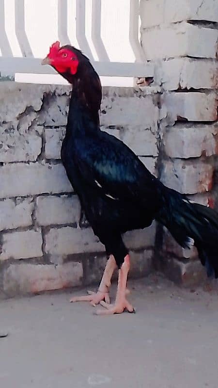 buht acha long hight male urgent sale 4