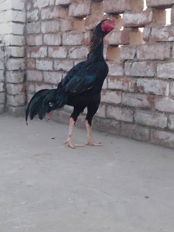 buht acha long hight male urgent sale 9