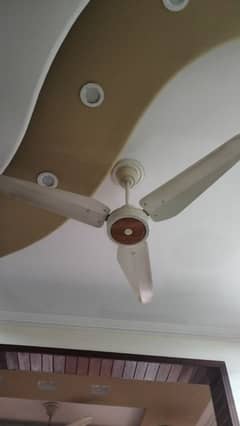 Celling fan for sale