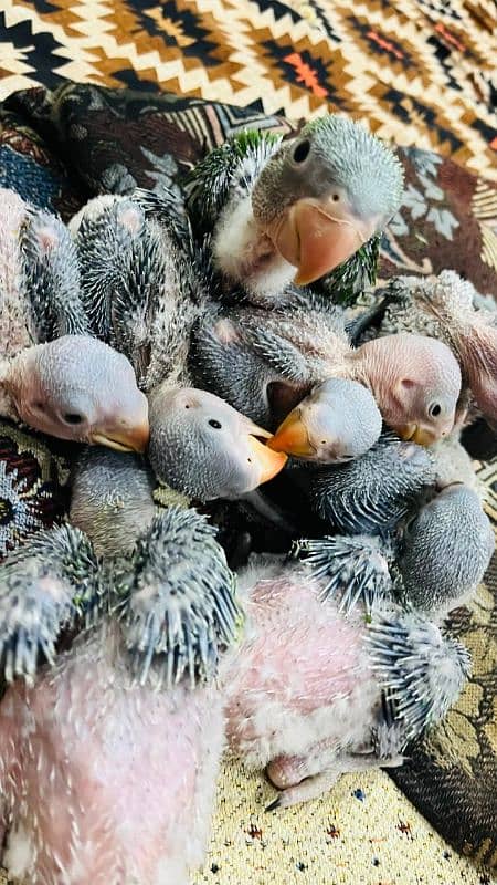 raw parrot chicks 1