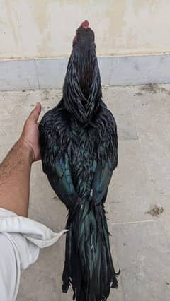 Aseel Lasani Breeder Male