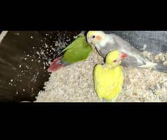 Parrots Chicks | For Sale