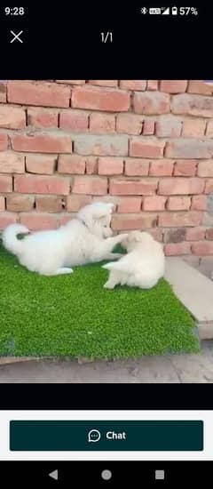 Russian dog for sale 2 month age WhatsApp number 03267720525