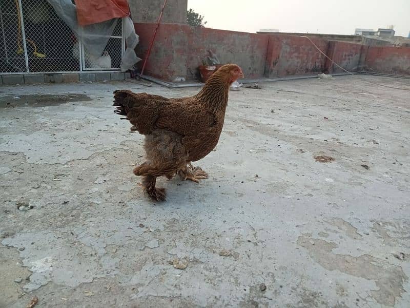 Park Brahma male,Columbian brahma pair,blue chochin 17