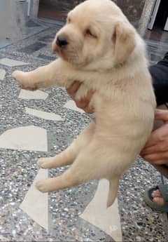 Labrador Puppies