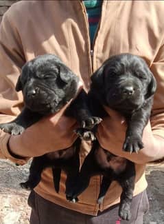 labrador puppy available