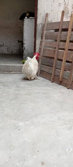 white bantam