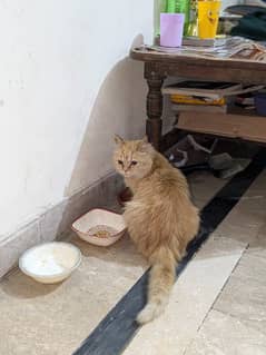 Persian fawn colour female kitten