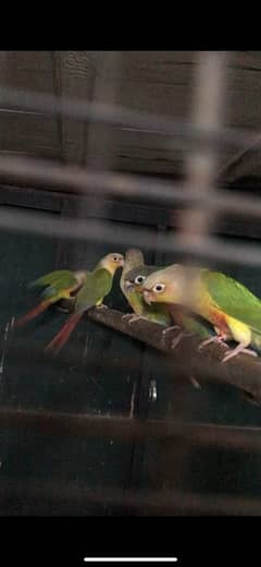 Green cheek conure