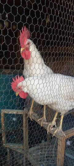 2 Beautiful White Breeder Male for sale