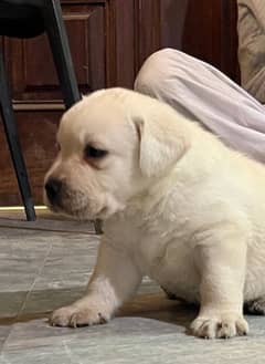 Dukesland Labrador Pups