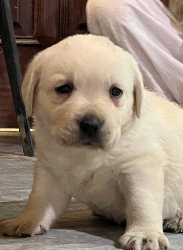 Dukesland Labrador Pups 1