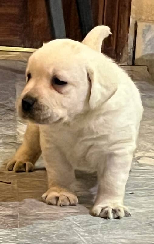 Dukesland Labrador Pups 2