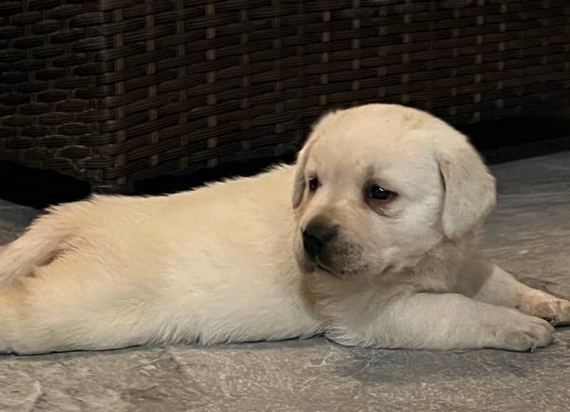 Dukesland Labrador Pups 3