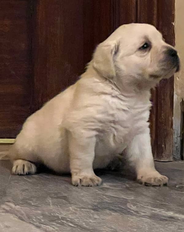 Dukesland Labrador Pups 5