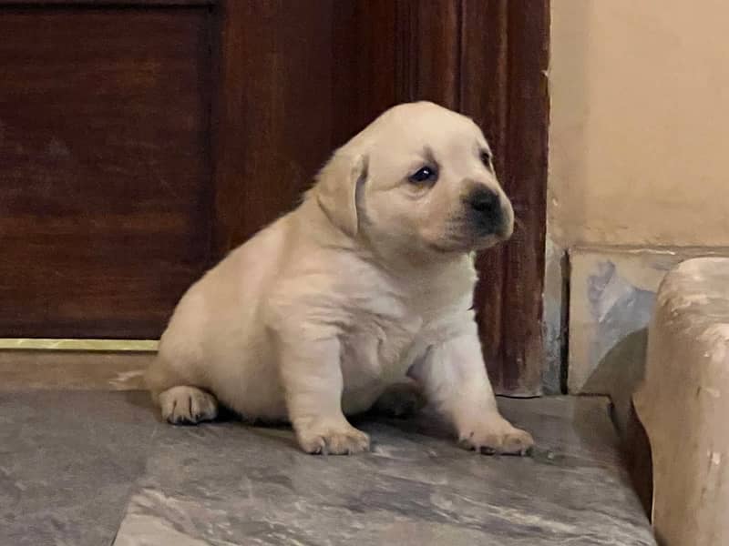 Dukesland Labrador Pups 6