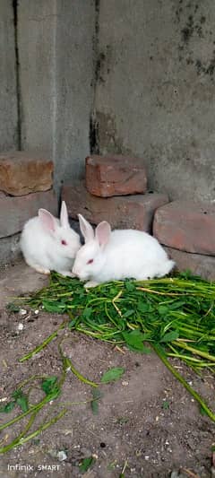 white red eyes Rabbit pair for sale