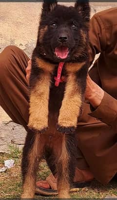 German shepherd puppy