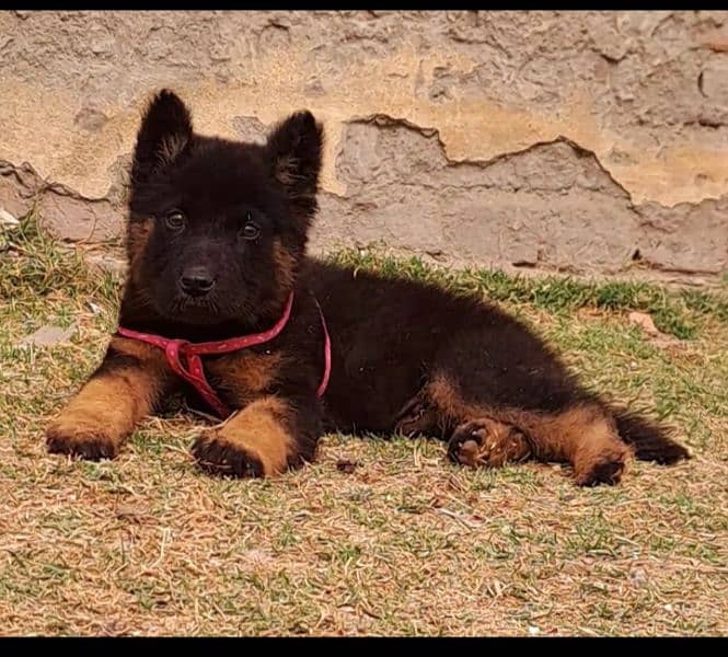 German shepherd puppy 1